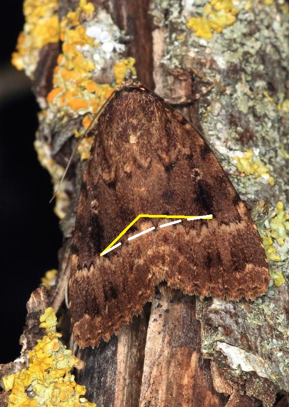 Amphipyra (Amphipyra) berbera